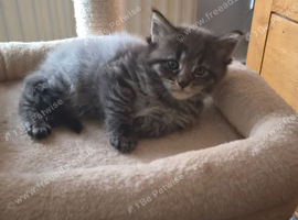 Mainecoon x Norwegin Forest
