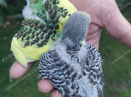 Hand reared tame budgie