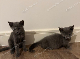 MINUET MUNCHKINS