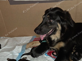 Title: Beautiful F1B Rottweiler x Collie Puppies