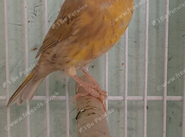 Young bird 2026