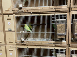 24 Breeding cages