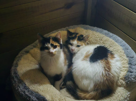 Cat kitten