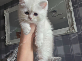 british short hair kittens