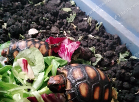 4x baby Red foot tortoises for sale - &pound;100 each