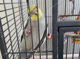 For sale male cockertiel and cage