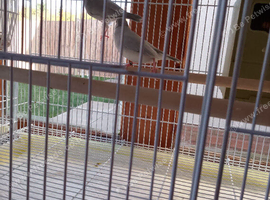 Beautiful silver Java finch hen's