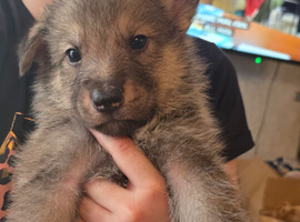 Tamaskan Puppies
