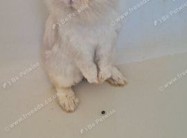 Rehome angora boy