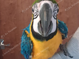 8 month old blue and gold macaw