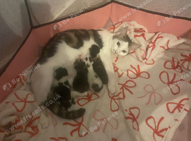2 kittens looking for there forever homes from the 11th of December