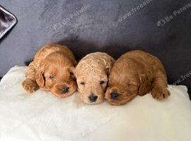 F1b Cavapoo Puppies 1 Boy, 2 Girls