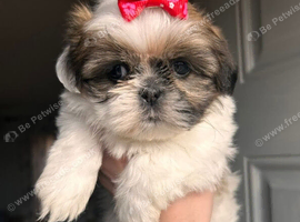Small girl puppie available