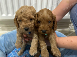 Cockapoo puppies for sale