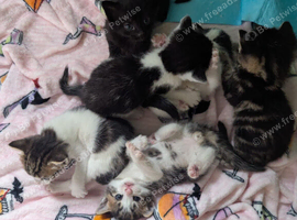 Kittens for sale
