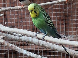 Male budgie
