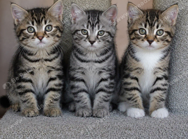 Beautiful Bengal Cross Tabby Individually Priced