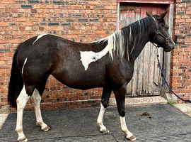 6yr double homozygous mare reg APHA