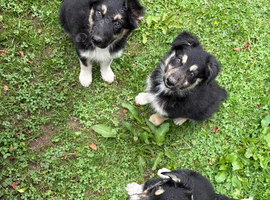 Border Collie Pups