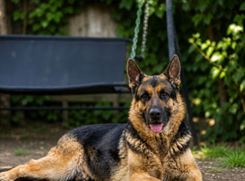 German shepherd for sale