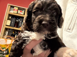 Beautiful F1 cockapoo puppies
