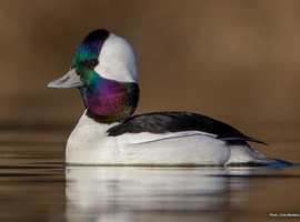 I need bufflehead ducks