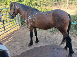 Beautiful project to mould into the perfect pony
