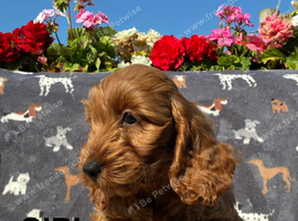 F1 COCKAPOO PUPPIES AVAILABLE!