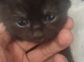 rare black ghost bengals ready to go (1 left)