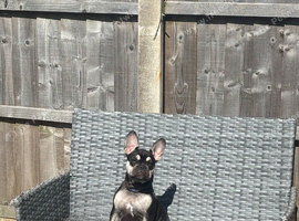 Male French bulldog