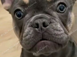 Frenchie