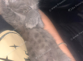 Four boy kittens