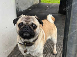 Brian the ultimate pug for STUD ONLY