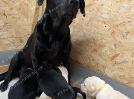 Labrador Pups
