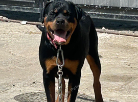 Rottweiler bitch