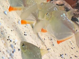 Severums, Silver Dollars, Acara&rsquo;s