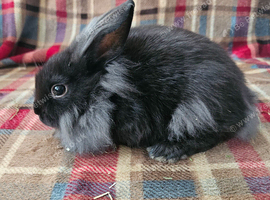 Beautiful Netherland dwarf cross single mane lionheads