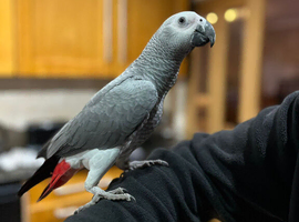 african grey parrot