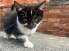 4 Beautiful Female Kittens (10 Weeks Old) &ndash; Ready for Forever Homes!