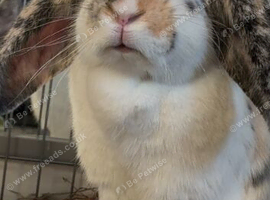 gorgeous Lop earred rabbit