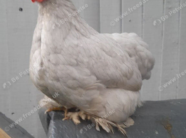 Lavender pekin bantam chickens