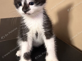 Kittens female and male 30&pound;
