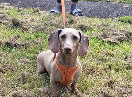 Miniature Dachshund Female