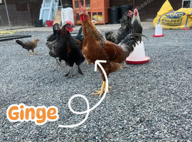 Beautiful cockerel free to a good home