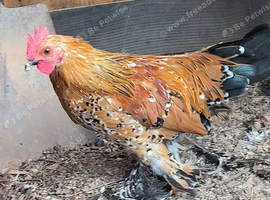 Sabelpoot gold bantam boy