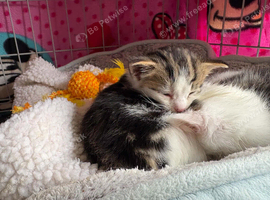 Beautiful white tabby kittens ready from 25th October