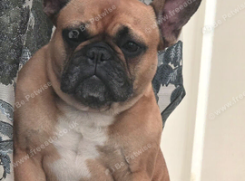 KC reg - 4 year old french Bulldog for rehoming