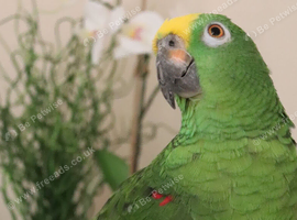 Yellow-crowned Amazon