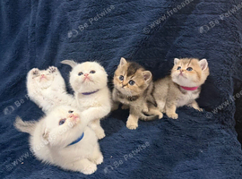 Beautiful Scottish Fold & Straight Kittens