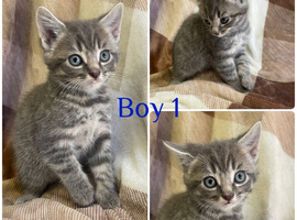 Gorgeous litter of kittens